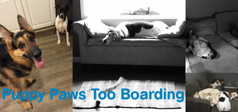 Puppy Paws Too Boarding