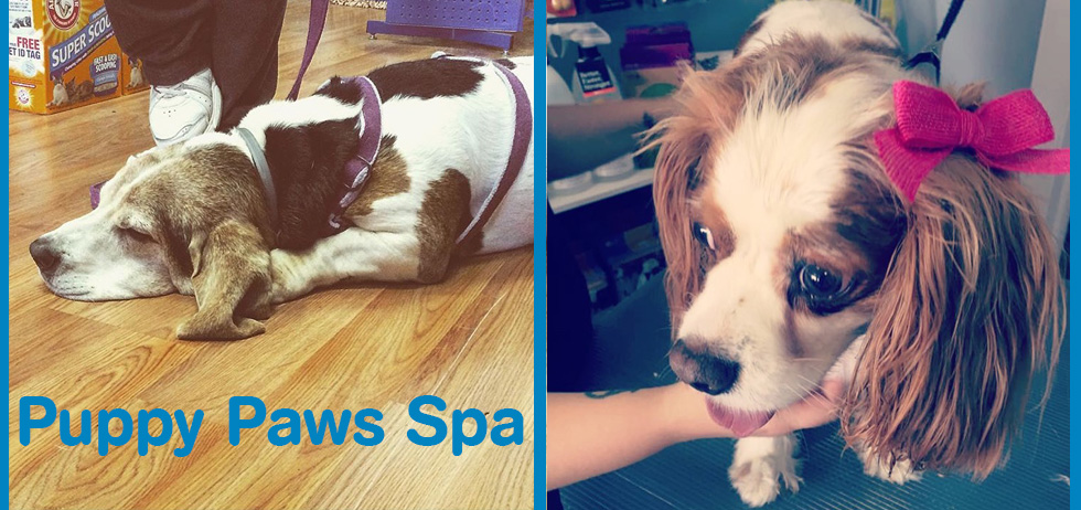 Puppy Paws Spa