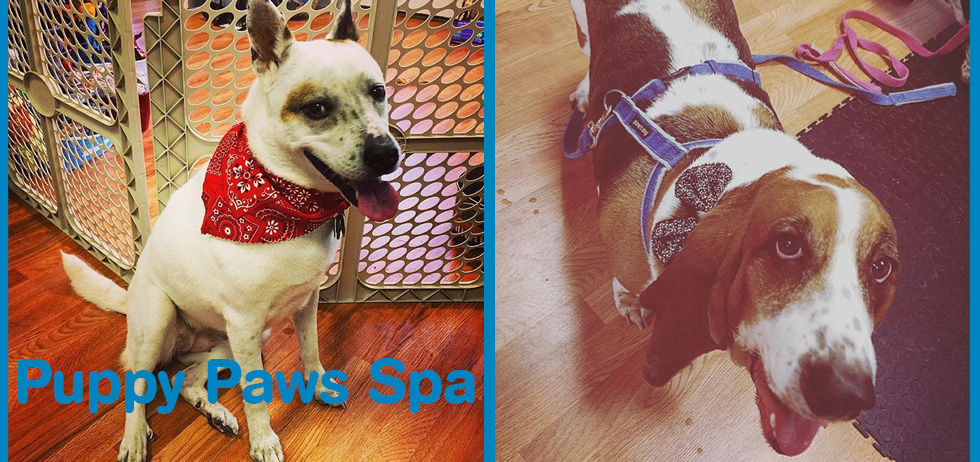 Puppy Paws Spa