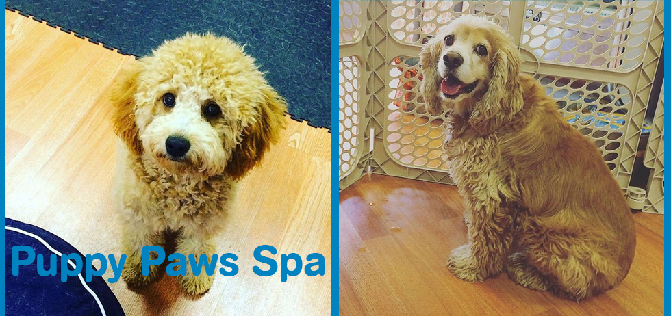 Puppy Paws Spa