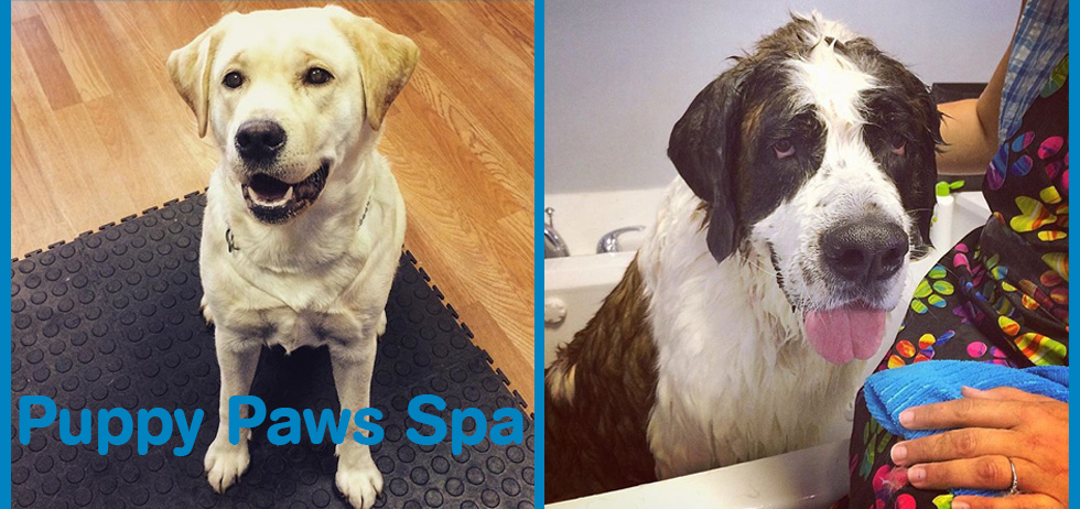 Puppy Paws Spa